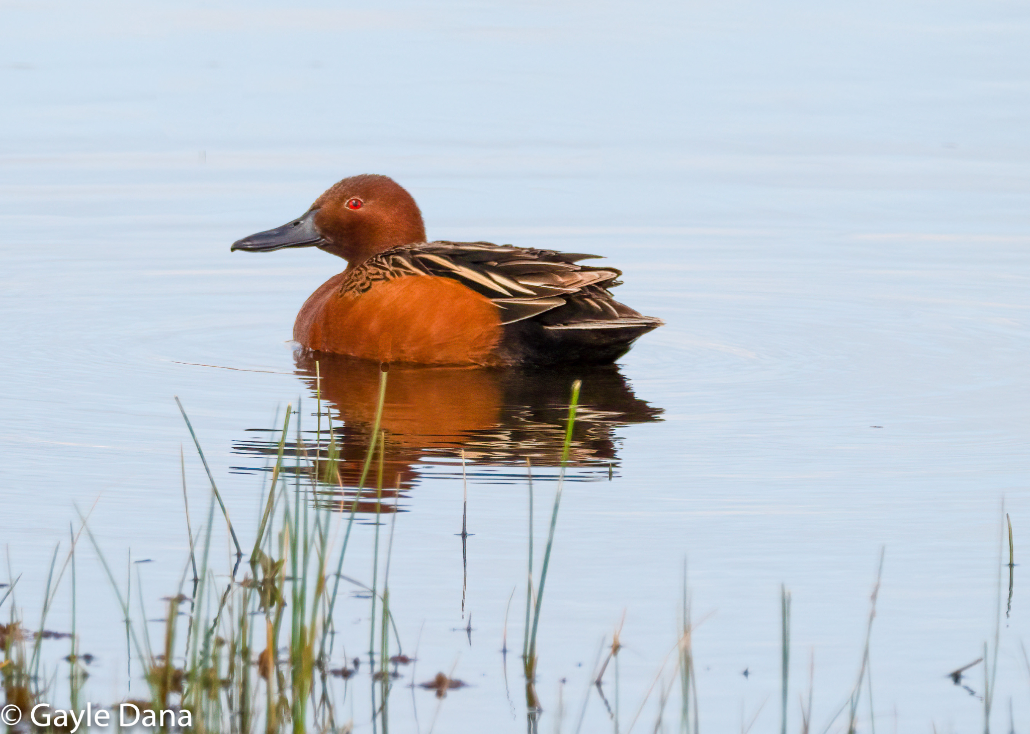 Cinnamon Teal
